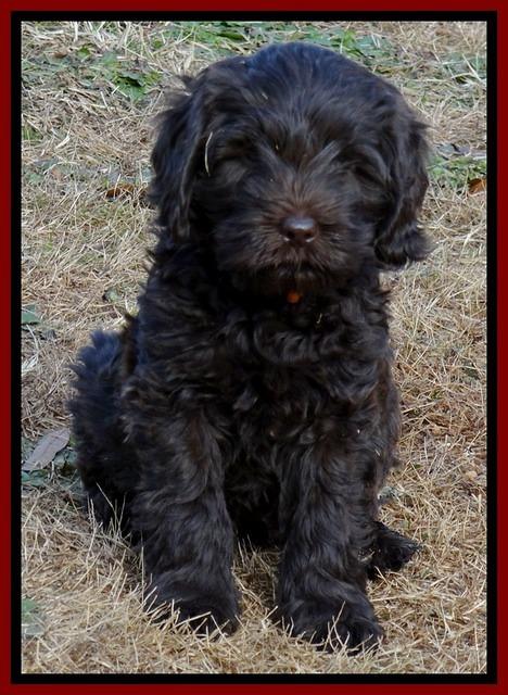 TH pups 7 weeks old 42