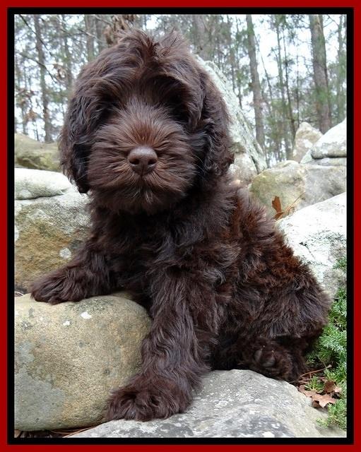 TH pups 8 wks old 27