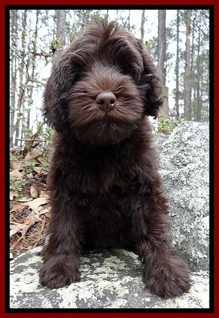 TH pups 8 wks old 67