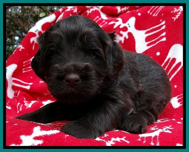 TH pups 3 wks old 381