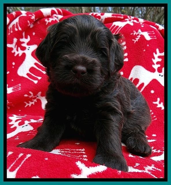 TH pups 3 wks old 411