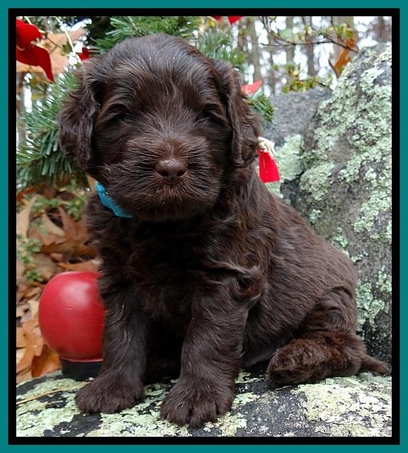 TH pups 4 wks old 511