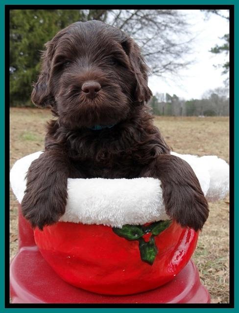 TH pups 5 weeks old 111