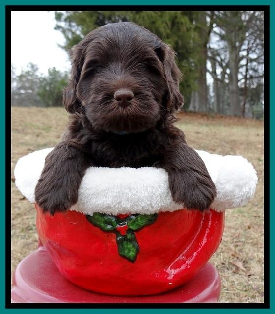 TH pups 5 weeks old 151