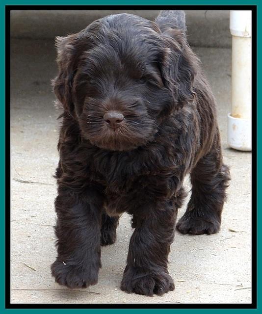 TH pups 5 weeks old 31