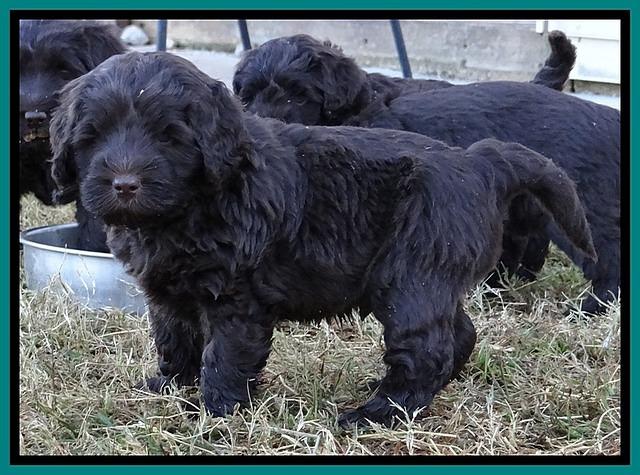 TH pups 5.5 wks old 52