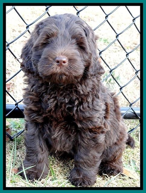 TH pups 7 weeks old 102
