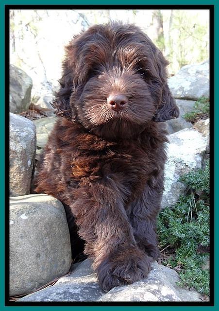 TH pups 8 wks old 55