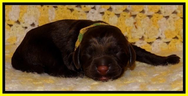 TH newborn individual 231