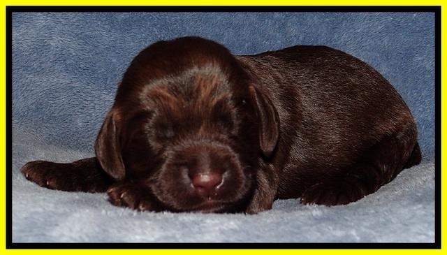 TH pups 1 wk old 242
