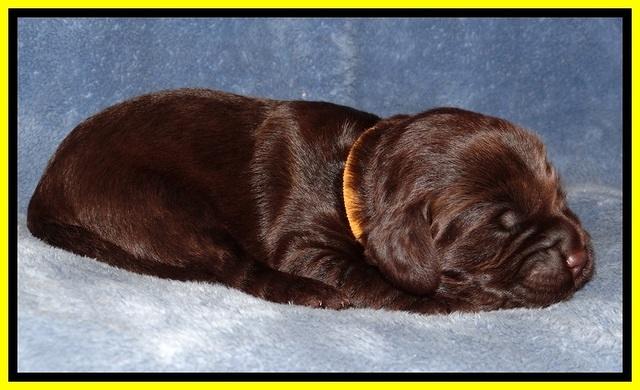 TH pups 1 wk old 252