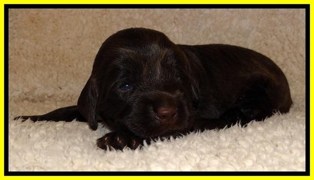 TH pups 2 wks old 201