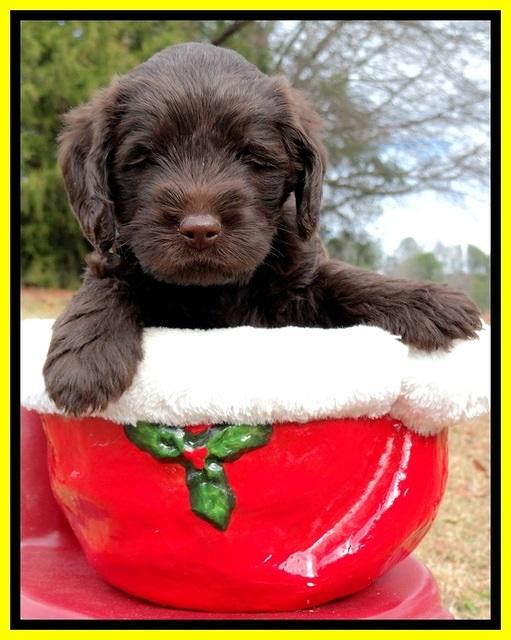 TH pups 5 weeks old 751
