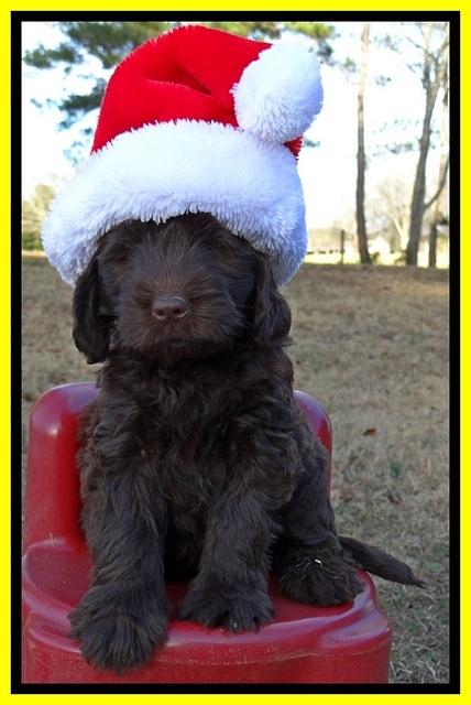 TH pups 6 wks old 271