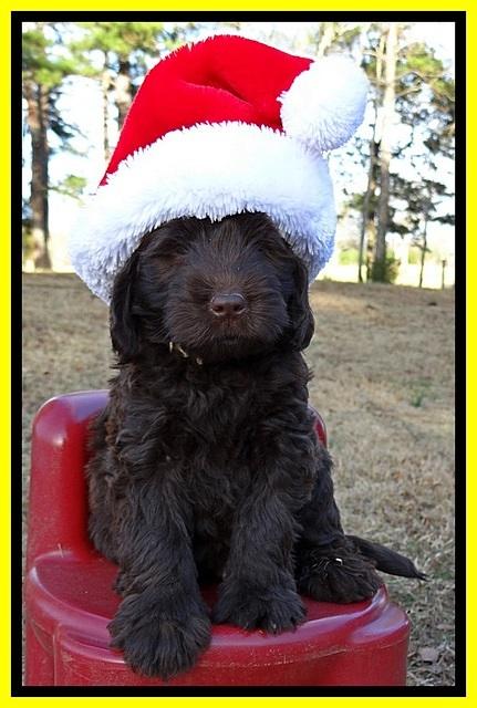 TH pups 6 wks old 281