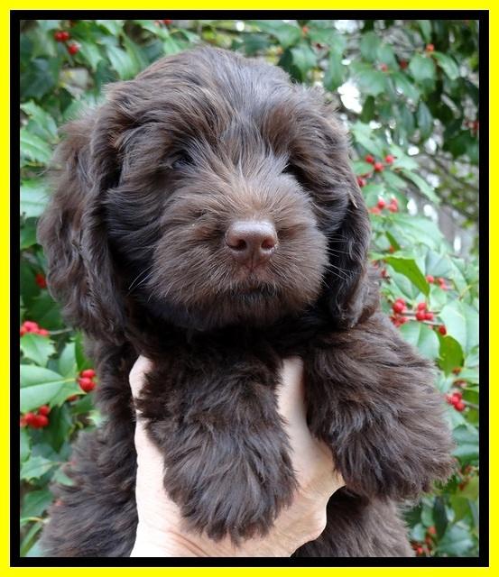 TH pups 7 weeks old 281