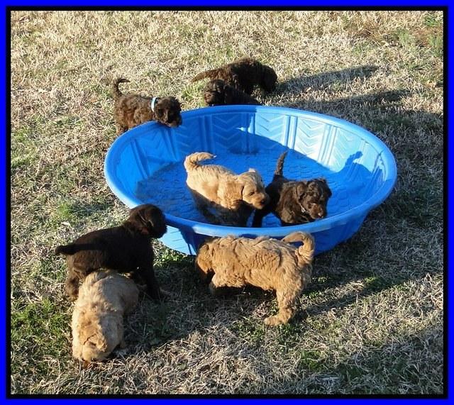 GRoup play Tara and Tias pups 1