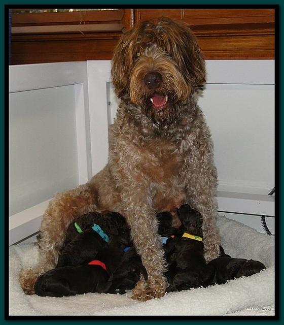 TH pups 1 wk old group 1