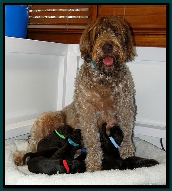 TH pups 1 wk old group 3