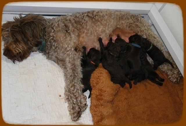 TH pups 2 wks old 35