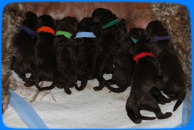 TH pups newborn 1