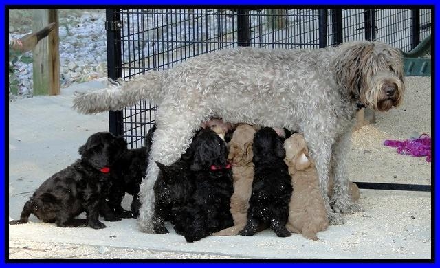 TH pups with Tias at Lunch. 5 and 6 wks old