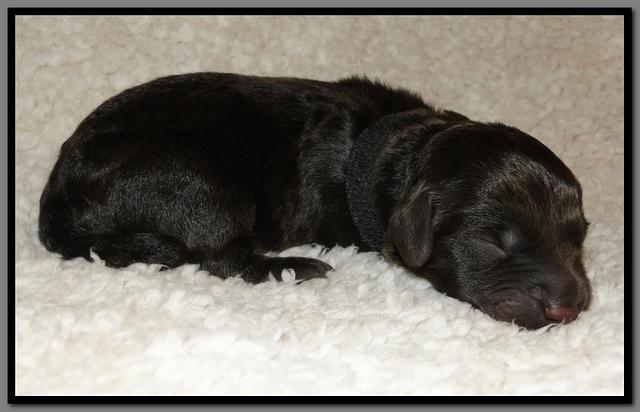 AH pups 1 day old 30