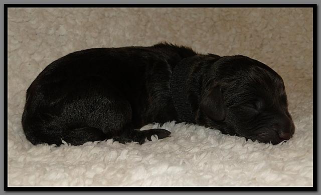 AH pups 1 day old 31