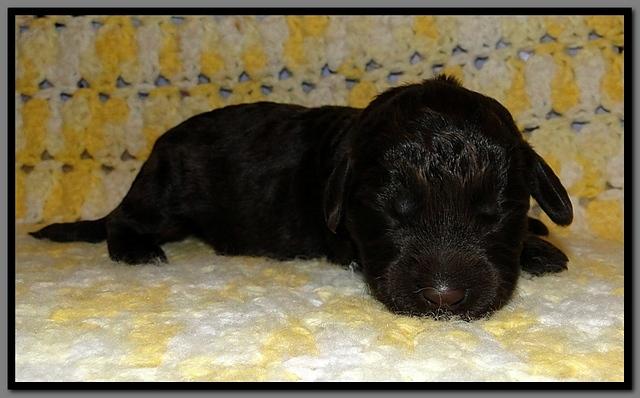 TH pups 1 wk old 31