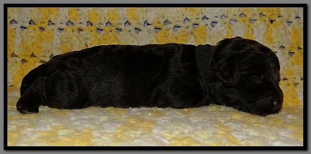 TH pups 1 wk old 32