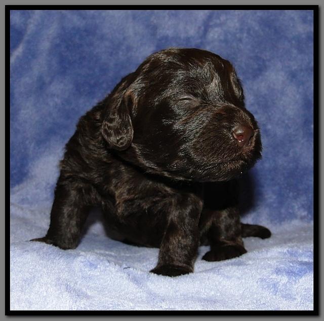 TH pups 2 wks old 29