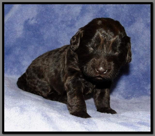 TH pups 2 wks old 30