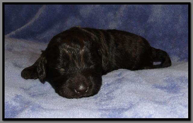 TH pups 2 wks old 32