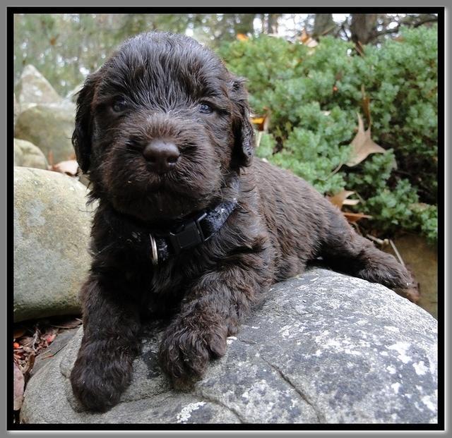 TH pups 3 wks old 32