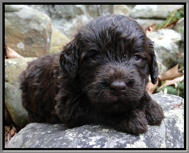 TH pups 3 wks old 33