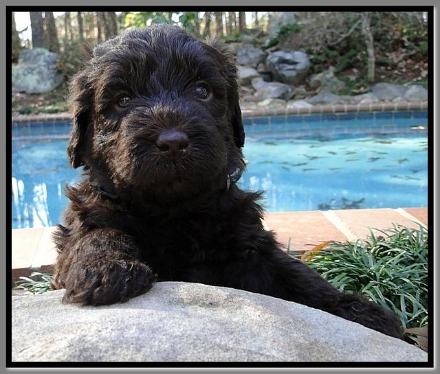 TH pups 4 wks old 28