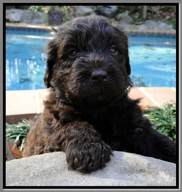 TH pups 4 wks old 29