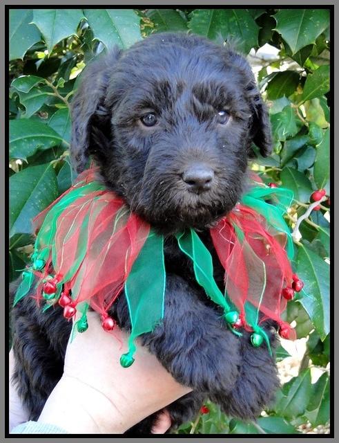 TH pups 5 wks old 33