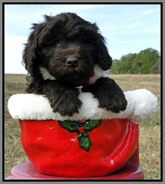 TH pups 6.5 wks old 29