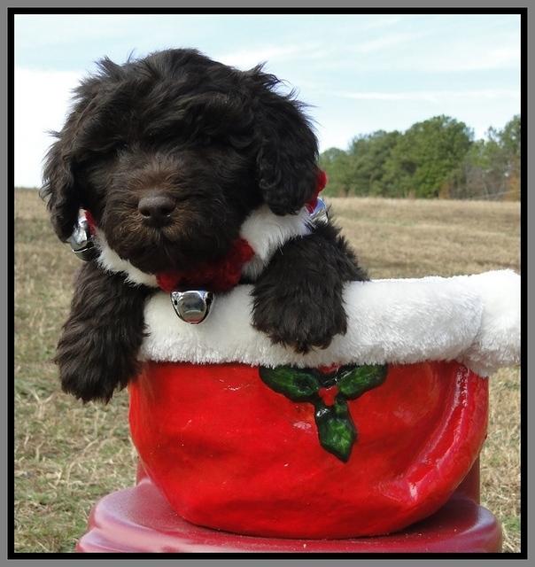 TH pups 6.5 wks old 30