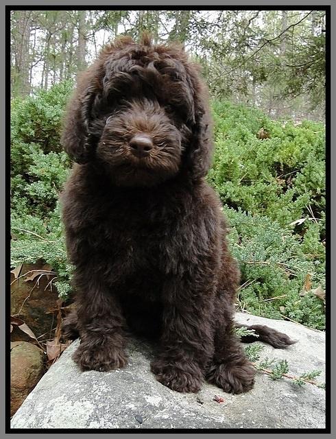 TH pups 8 wks old 60