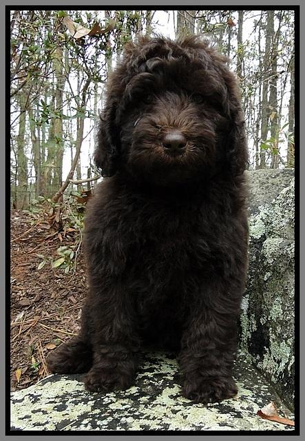 TH pups 8 wks old 62