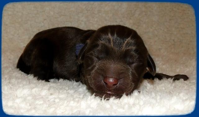 TH pups 1 day old 10