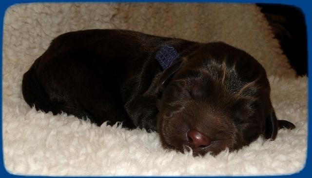 TH pups 1 day old 11