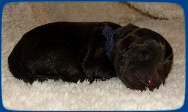 TH pups 1 day old 12