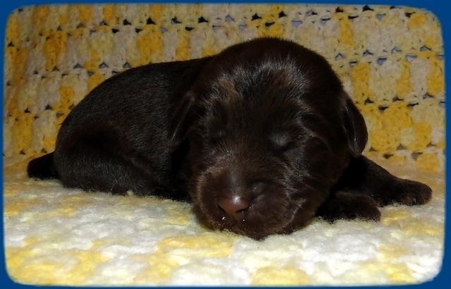 TH pups 1 wk old 9