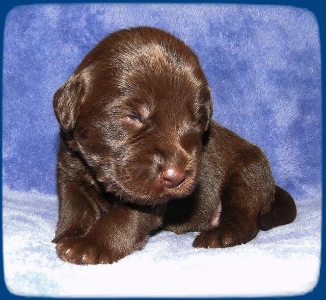 TH pups 2 wks old 33