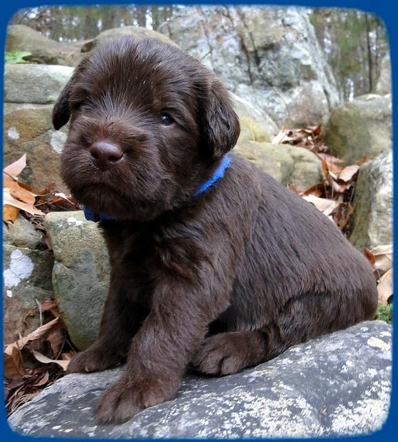 TH pups 3 wks old 8