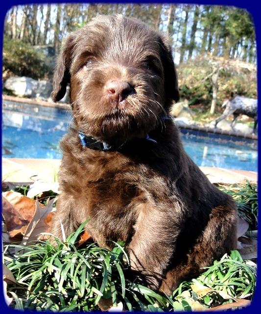 TH pups 4 wks old 42