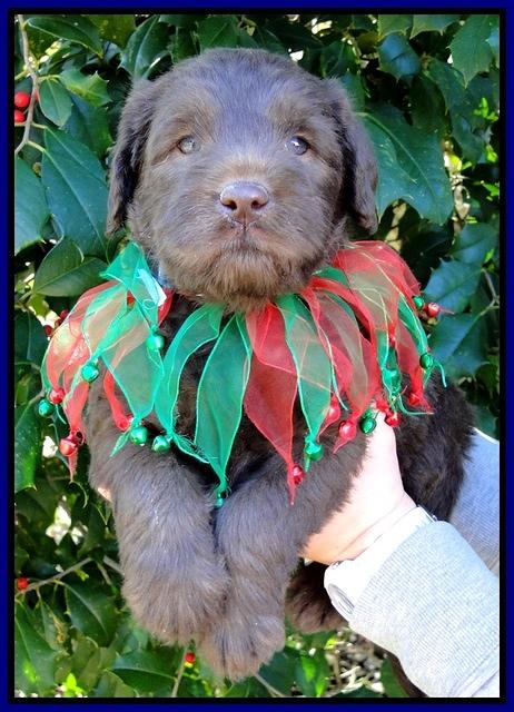 TH pups 5 wks old 10